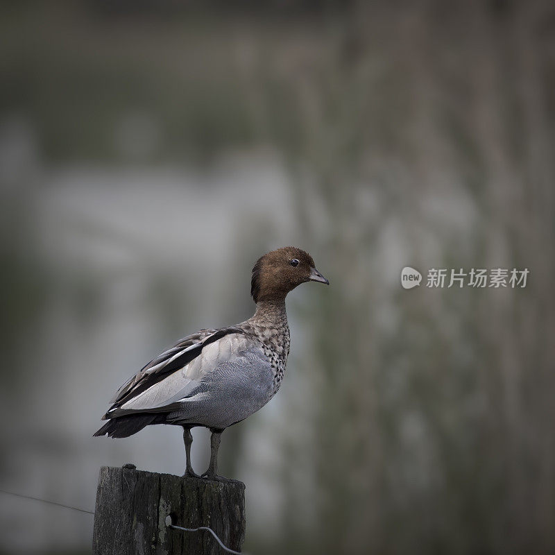 澳洲木鸭(Chenonetta jubata)